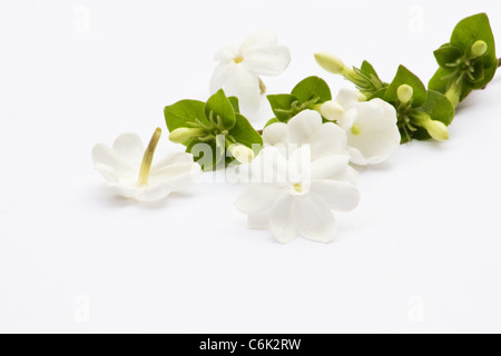 Jasmine flower on white background Stock Photo