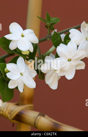 Jasmine (Downy Jasmine (Jasminum multiflorum)  flowers Stock Photo