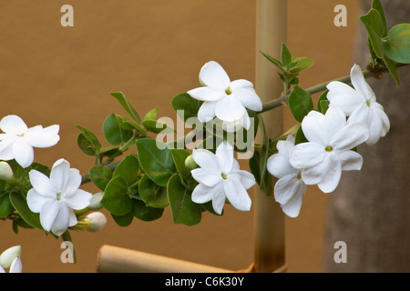 Jasmine Downy Jasmine (Jasminum multiflorum)  flowers Stock Photo