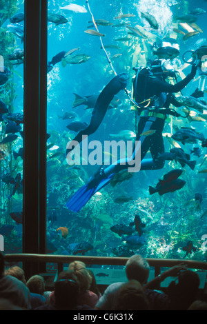 feeding fish in kelp forest tank, Monterey Bay Aquarium, Monterey, California Stock Photo