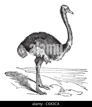 Struthio camelus. Vintage engraving. Old engraved illustration of an Ostrich. A large flightless bird native to Africa. Stock Photo