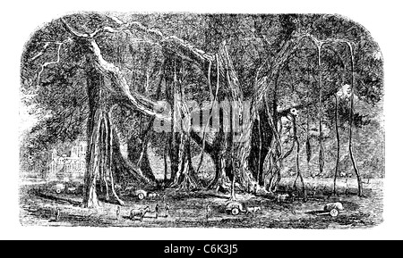 Banyan tree vintage drawing Black and White Stock Photos & Images - Alamy