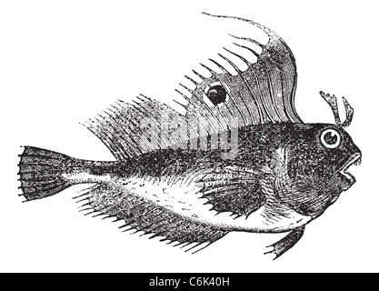 Blennius ocellaris also known as butterfly blenny, fish, vintage engraved illustration of Blennius ocellaris. Stock Photo