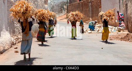 A group of Harari women carrying bundles of fire-wood to market in the walled city of Harar in Eastern Ethiopia, Africa. Stock Photo