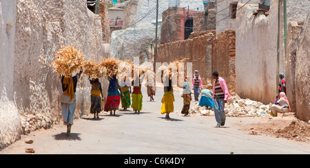 A group of Harari women carrying bundles of fire-wood to market in the walled city of Harar in Eastern Ethiopia, Africa. Stock Photo