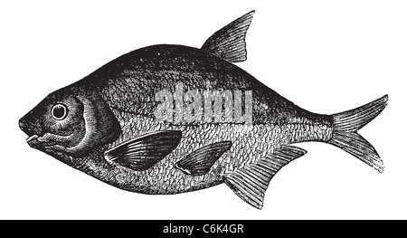 Common bream also known as Abramis brama, freshwater, fish , vintage engraved illustration of Common bream, freshwater, fish . Stock Photo