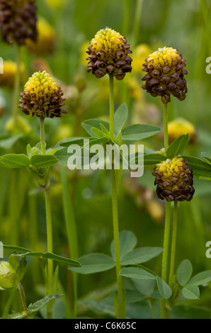 Brown Clover, Trifolium badium in flower in old hay meadow, Swiss Alps. Stock Photo