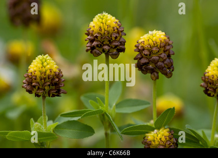 Brown Clover, Trifolium badium in flower in old hay meadow, Swiss Alps. Stock Photo