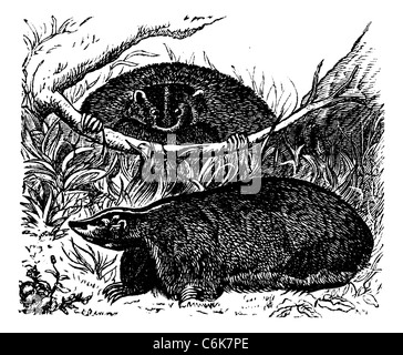 Wolverine or Gulo or Glutton or Badger, Meles vintage engraving. Old engraved illustration of a wolverine in nature. Stock Photo