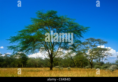 Yellow-barked acacias, Acacia xanthophloea, Nakuru National Park, Kenya Stock Photo