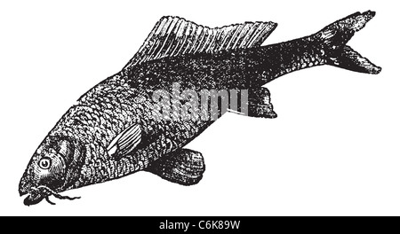 Cyprinus carpio or common carp or freshwater fish vintage engraving. Old engraved illustration of Cyprinus carpio. Stock Photo