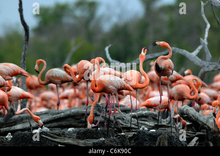 Fighting Great Flamingo the on nests. Rio Maximo, Camaguey, Cuba. Stock Photo