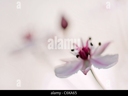 Flowering rush (Butomus umbellatus) on white Stock Photo