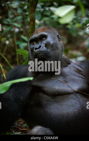 Silverback - adult male of a gorilla.Western Lowland Gorilla. Stock Photo
