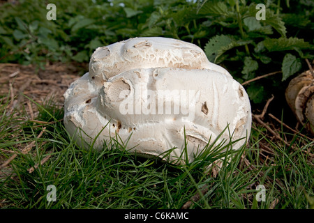 Giant Puff Ball Mickleton Cotswolds UK Stock Photo