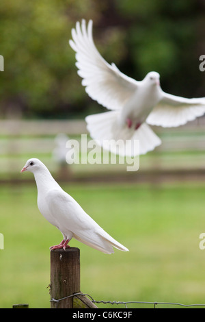 Two doves, one perching on a fence post and the other flying behind out of focus Stock Photo