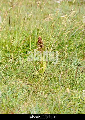 Frog Orchid, coeloglossum viride Stock Photo