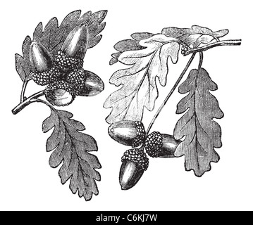 English Oak or Pedunculate Oak or Quercus robur, vintage engraving. Old engraved illustration of English Oak showing acorns. Stock Photo