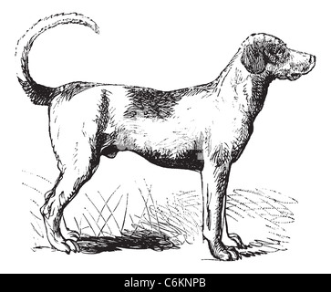 Foxhound or Canis lupus familiaris, vintage engraving. Old engraved illustration of a Foxhound. Stock Photo