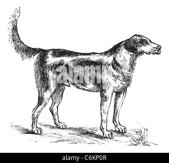 Harrier or Canis lupus familiaris, vintage engraving. Old engraved illustration of a Harrier. Stock Photo