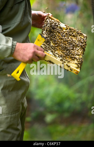 Bee Keeping Stock Photo