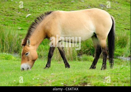 Przewalski's Horse, Highland Wildlife Park, Kincraig, Kingussie, Scotland Stock Photo