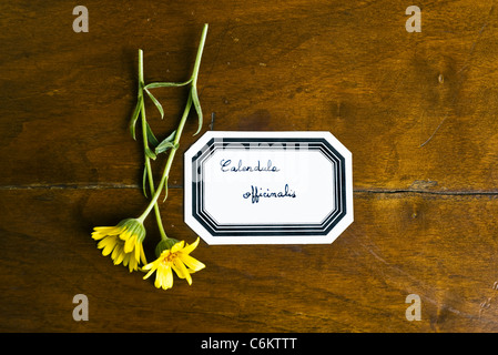 Pot marigold (calendula) Stock Photo