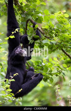 Gibbons carrying young swinging in tree branch looking upwards Stock Photo