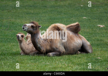 Domesticated Bactrian camels (Camelus bactrianus) resting on grass Stock Photo