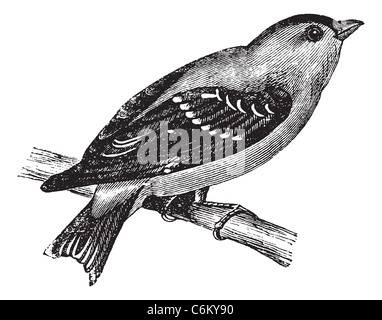 Wild Canary or American Goldfinch or Eastern Goldfinch, vintage engraving. Old engraved illustration of a Wild Canary. Stock Photo