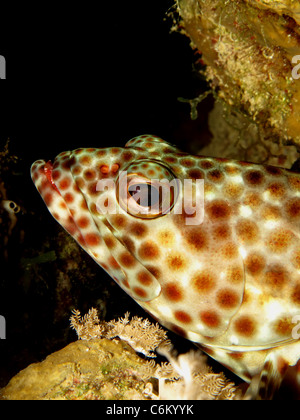 Greasy grouper (epinephelus tauvina) Stock Photo