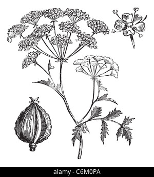 Hemlock or Poison Hemlock or Conium maculatum, vintage engraving. Old engraved illustration of Hemlock. Stock Photo