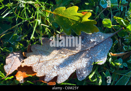 Dry leaf of oak with first autumn hoarfrost on green grass (macro Stock ...