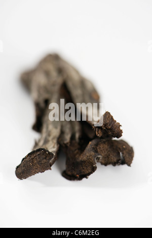 Trumpet of death mushroom (Craterellus cornucopioides) Stock Photo