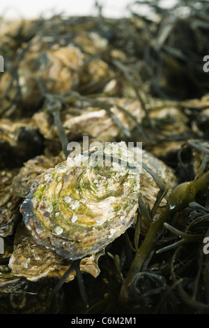 Fresh oysters on bed of seaweed