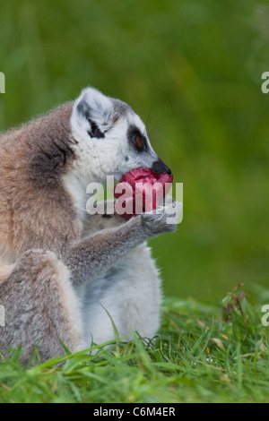 Lemur   (Lemur catta)  eating sniffing a flower from Madagascar  sitting on grass, sunbathing. 116495 ManorHouse Stock Photo