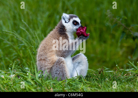 Lemur   (Lemur catta)  eating sniffing a red flower from Madagascar  sitting on grass, sunbathing. 116498 ManorHouse Stock Photo