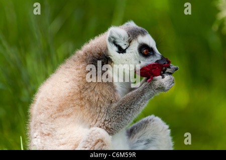 Lemur   (Lemur catta)  eating sniffing a flower from Madagascar  sitting on grass, sunbathing. 116499 ManorHouse Stock Photo