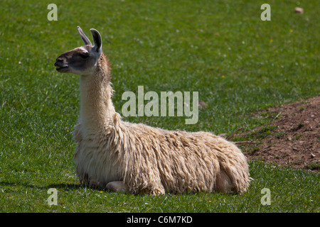 Llama (Lama glama) lying down on grass. Stock Photo