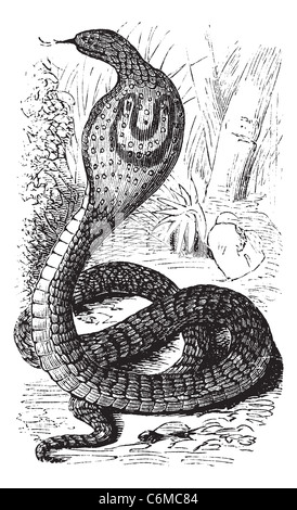 Indian Cobra or Spectacled Cobra or Naja naja, vintage engraving. Old engraved illustration of an Indian Cobra. Stock Photo