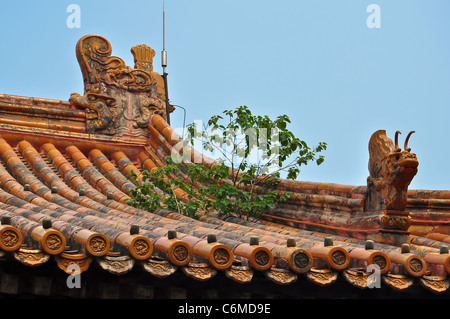 tree growing out of a colorful chinese roof in beijing's forbidden city Stock Photo