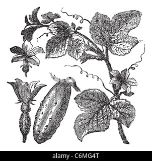 Cucumber or Cucumis sativus, vintage engraving. Old engraved illustration of a Cucumber showing flowers, leaves and vegetable fr Stock Photo