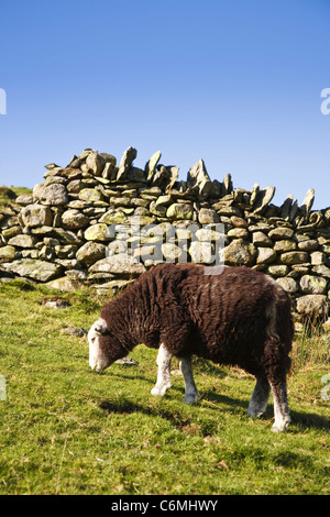 A herdwick sheep grazes beside a drystone wall in Langdale, Lake District, Cumbria, UK Stock Photo