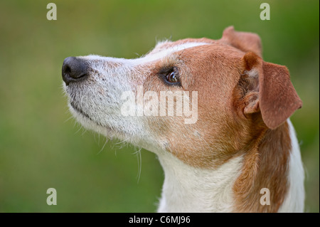 Smooth coated Parson Jack Russell Terrier looking up Stock Photo