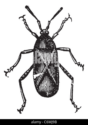 Orange-tipped Leaf-footed Squash Bug or Anasa tristis, vintage engraving. Old engraved illustration of an Orange-tipped Leaf-foo Stock Photo