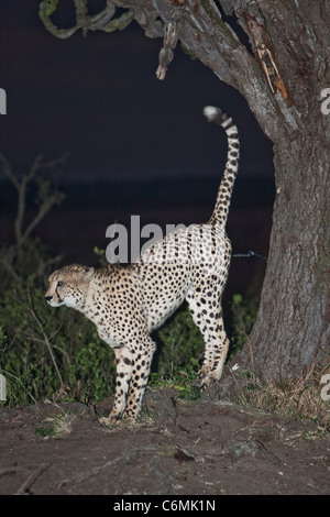 Cheetah scent-marking against a tree at night Stock Photo