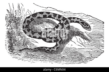Chicken Snake or Rat Snake or Elaphe sp. or Pituophis melanoleucus, vintage engraving. Old engraved illustration of a Chicken Sn Stock Photo