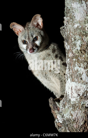 Large Spotted genet sitting in a tree at night Stock Photo