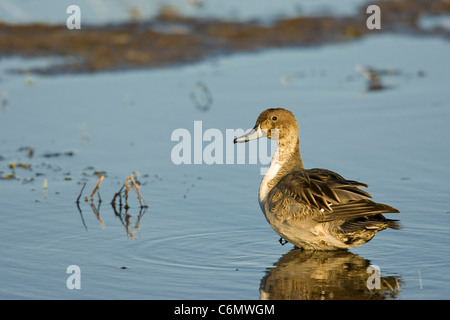 Northern Pintail ( Anas acuta), male, non-breeding plumage Stock Photo