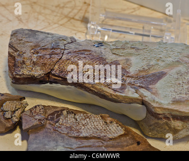 Pieces of a Palaeoniscoid historical fish fossil. Stock Photo